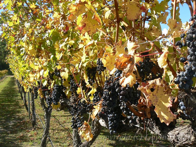 Cabernet sauvignon, Boireann vineyard P1070986.JPG